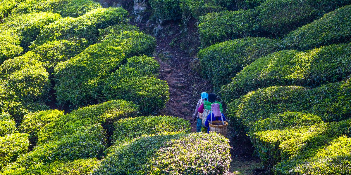 why make the switch to organic tea